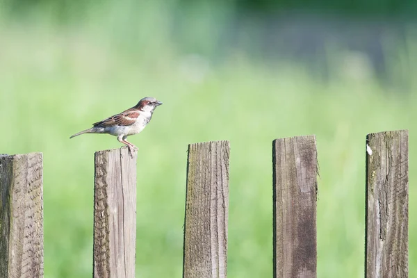 Śmieszne Ptak Wróbel Siedzi Starym Drewnianym Ogrodzeniu Patrząc Różnych Kierunkach — Zdjęcie stockowe