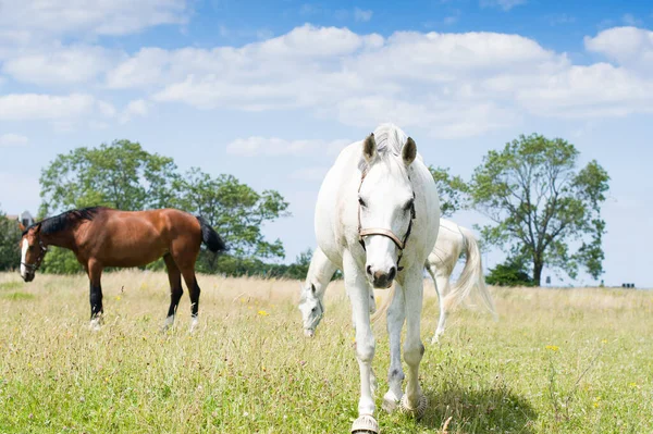 Ritratto Bel Cavallo Bianco — Foto Stock