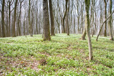 Güneş ışığında taze çiçekleri olan büyüleyici bir orman. Bahar erken, orman şakayığı zamanıdır. Karlı nemerosa. Ekoloji kavramı. 