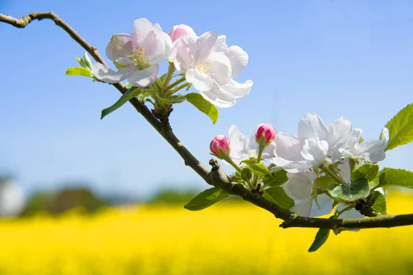 Blühender Apfelgarten Frühling — Stockfoto