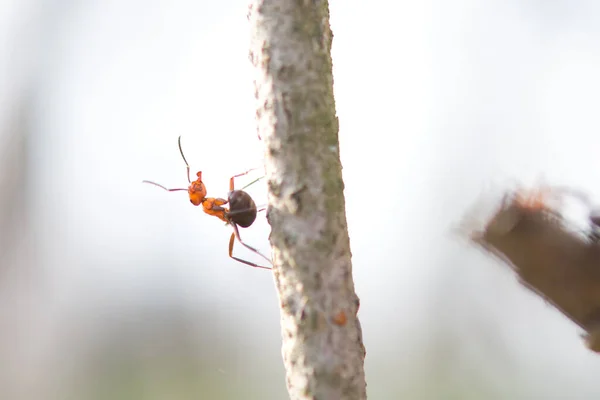 Mrówki Mrowisku Lesie Pławiące Się Wiosennym Słońcu Długiej Śnieżnej Zimie — Zdjęcie stockowe