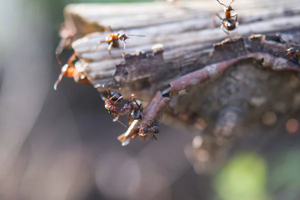 Hormigas Hormiguero Bosque Tomando Sol Primavera Después Largo Invierno Nevado —  Fotos de Stock