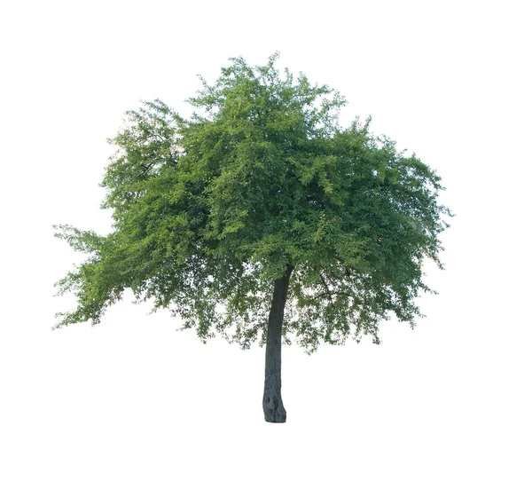 Ett Träd Isolerat Närbild — Stockfoto