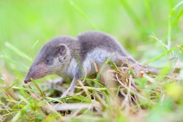 Babymuis Het Gras Zomer Sluiten — Stockfoto