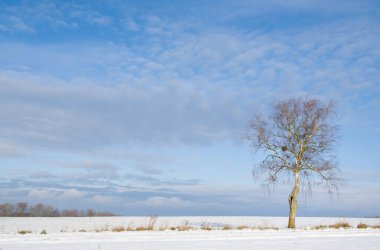 Güzel kış manzarası. Karla kaplı zemin, ağaçlar, çalılar. Soğuk karlı hava. Beyaz, saf kar. İnanılmaz kış zamanı..