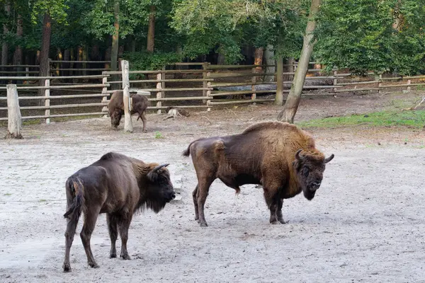 The European bison (Bison bonasus) or the European wood bison. Wolinski national park on the Baltic Sea in Poland
