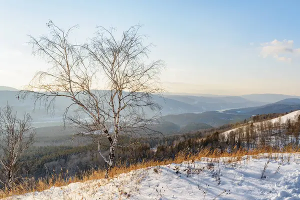 丘の上にある孤独な木 冬の風景 ロイヤリティフリーのストック画像