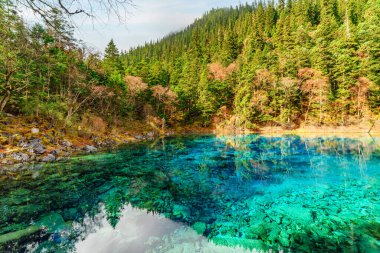 Sonbahar ormanları ve Jiuzhaigou doğa koruma alanındaki (Jiuzhaigou Vadisi Milli Parkı) sonsuz yeşil orman arasında masmavi berrak suyla Beş Renkli Havuz (Renkli Gölet) manzarası, Çin.