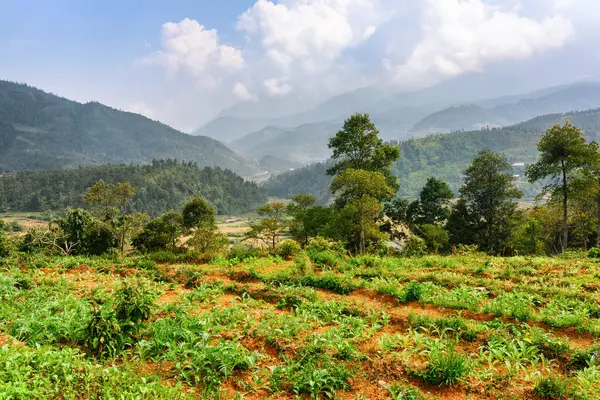 ベトナムのラオカイ省サパ郡の高地にある森 曇った空とホアンリエン山脈が背景に見えます パはアジアの人気観光地です ロイヤリティフリーのストック画像