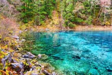 Sonbahar ormanları ve Jiuzhaigou doğa koruma alanındaki (Jiuzhaigou Vadisi Milli Parkı) sonsuz yeşil orman arasında masmavi berrak suyla Beş Renkli Havuz (Renkli Gölet) manzarası, Çin.