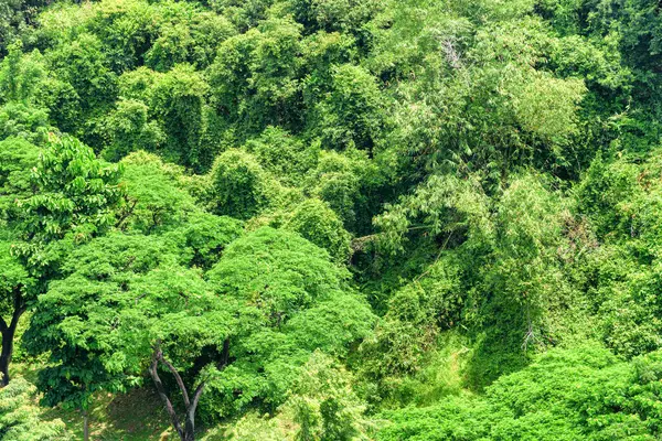 Tropikal ormanın en üst manzarası. Yaz güneşli bir günde yağmur ormanlarının yeşil yaprakları. 