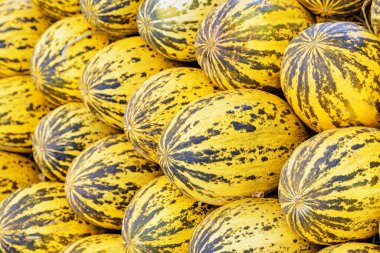 Taze kavunların yakın görüntüsü. İyi salatalık ezmesi hasadı. Sağlıklı ekolojik gıda. Organik tarım ürünü..