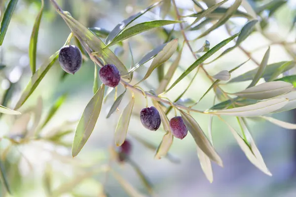Closeup View Ripe Black Olives Olive Tree Healthy Eco Food ภาพสต็อก
