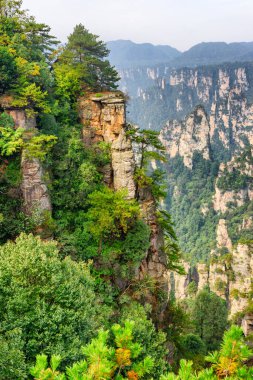 Tianzi Dağları 'ndaki (Avatar Kayaları) kayaların tepesinde yetişen yeşil ağaçların muhteşem manzarası, Çin' in Hunan Eyaleti 'ndeki Zhangjiajie Ulusal Orman Parkı. Ağaçlı dağlar arka planda görünür..