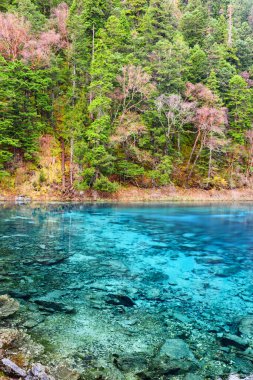 Sonbahar ormanları ve Jiuzhaigou doğa koruma alanındaki (Jiuzhaigou Vadisi Milli Parkı) sonsuz yeşil orman arasında masmavi berrak suyla Beş Renkli Havuz (Renkli Gölet) manzarası, Çin.