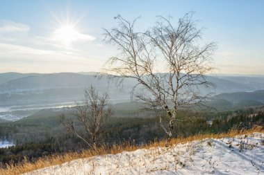 Tepedeki yalnız ağaç. Kış manzarası.