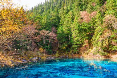 Sonbahar ormanları ve Jiuzhaigou doğa koruma alanındaki (Jiuzhaigou Vadisi Milli Parkı) sonsuz yeşil orman arasında masmavi berrak suyla Beş Renkli Havuz (Renkli Gölet) manzarası, Çin.