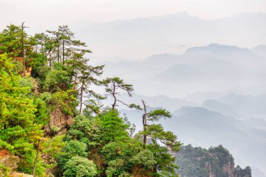 Çin 'in Hunan Eyaleti' ndeki Zhangjiajie Ulusal Orman Parkı 'ndaki Tianzi Dağları' nın (Avatar Dağları) doğal kuvars sütunları. Yaz manzarası.