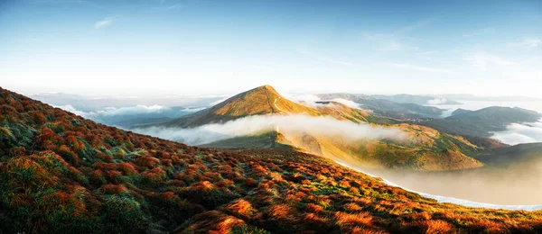 Оранжевая Трава Дрожит Ветру Осенних Горах Восходе Солнца Мягкий Туман — стоковое фото