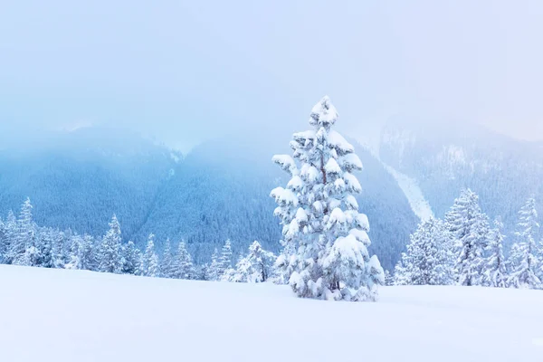 Fantastiskt Vinterlandskap Med Snöiga Träd Och Snöiga Toppar Karpaterna Ukraina — Stockfoto