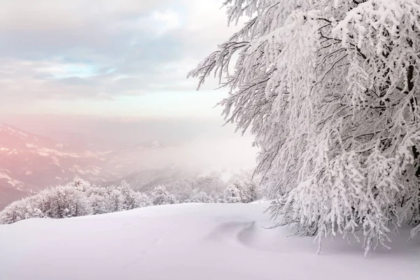 美丽的冬季风景 雪地的树和雪峰 乌克兰喀尔巴阡山 圣诞节背景 景观摄影 — 图库照片