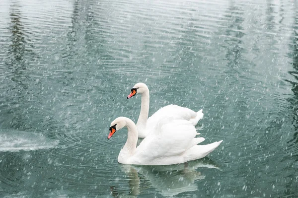 Par Cisnes Blancos Nadan Agua Del Lago Invierno Nieve Cayendo — Foto de Stock