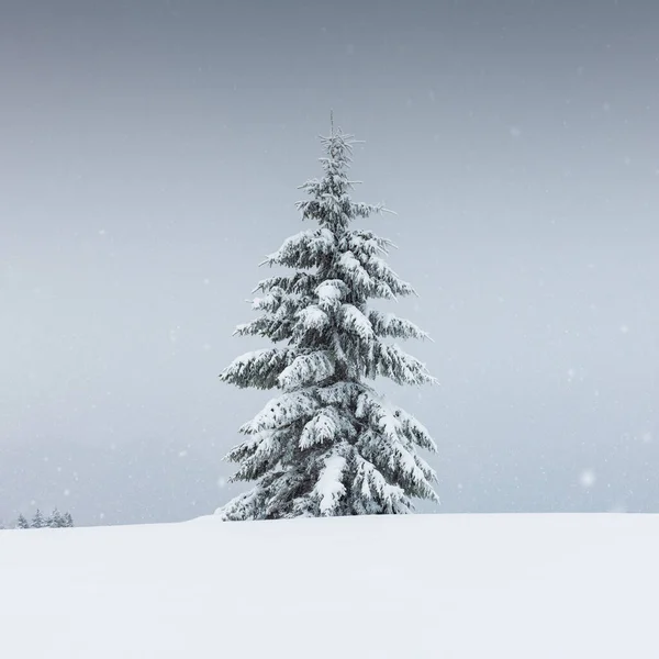 Amazing Landscape Lonely Snowy Tree Winter Field Minimalistic Scene Cloudy — Stock Photo, Image