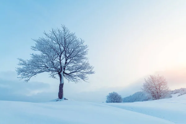 美丽的冬季风景 高山山谷上有一棵孤独的雪树 粉色日出的天空在背景上闪闪发光 景观摄影 — 图库照片