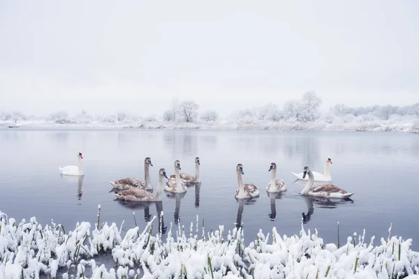 在日出时分 天鹅一家在冬季湖水里游泳 白天鹅和灰色的小鸟在冰冷的水中 背景上结霜的雪树 动物摄影 — 图库照片
