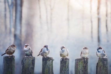 Ahşap çitte serçeler sıraya dizildi. Kuş fotoğrafçılığı