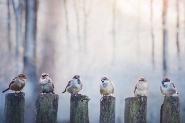 Sparrows in a row on wooden fence. Birds photography clipart