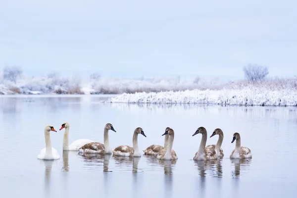 在日出时分 天鹅一家在冬季湖水里游泳 两只成年天鹅和灰色的小鸟在冰冷的水里 背景上结霜的雪树 动物摄影 — 图库照片
