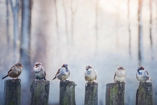 Moineaux Dans Une Rangée Sur Une Clôture Bois Photographie Oiseaux — Photo