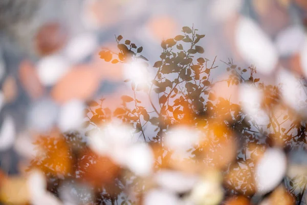 Силует Дерева Відбивається Калюжі Апельсиновим Осіннім Листям Осінній Осінній Абстрактний — стокове фото