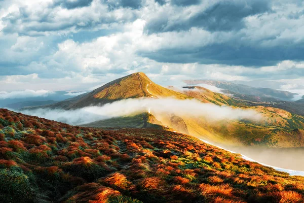 Oranje Gras Trilt Wind Herfstbergen Bij Zonsopgang Een Zachte Mist — Stockfoto