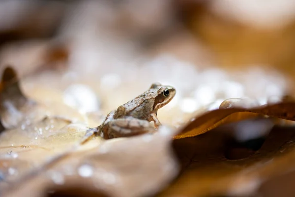 水滴とオレンジの秋の葉に座っている小さなカエル — ストック写真