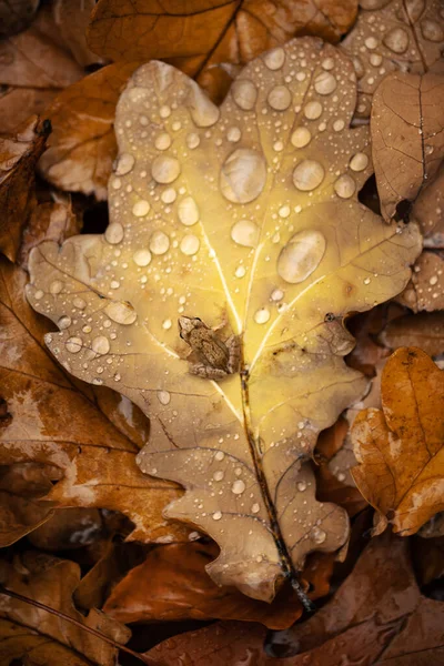 Little Frog Sitting Orange Autumn Leaf Water Drops — Stock Photo, Image