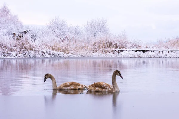 Пара Молодых Лебедей Маленькие Серые Цыпочки Замерзшей Воде Утром Ледяные — стоковое фото