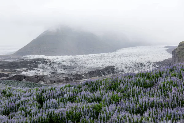 Τυπικό Τοπίο Της Ισλανδίας Παγετώνα Βουνά Και Λούπινο Πεδίο Λουλούδια — Φωτογραφία Αρχείου