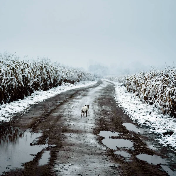 Снежное Кукурузное Поле Зимнее Время Одинокая Белая Собака Грязной Дороге — стоковое фото