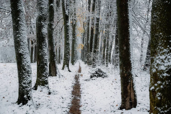 ジャック ラッセル テリアとの素晴らしい雪の路地は 細い道に犬を繁殖させます 絵になる冬の風景 風景写真 — ストック写真