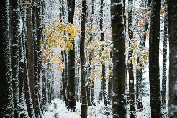 Majestätisch Verschneite Allee Mit Letzten Gelben Herbstblättern Malerische Winterlandschaft Landschaftsfotografie — Stockfoto