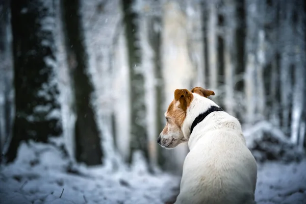 Джек Рассел Терьер Разводит Собаку Зимнем Снежном Парке Живописная Зимняя — стоковое фото