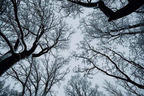 하늘에 눈덮인 나무들의 아래쪽 서리가 내리는 나뭇가지와 얼어붙은 가지들 — 스톡 사진