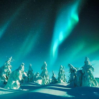 Aurora borealis. Kuzey ışıkları kış ormanında. Kutup ışıkları ve yıldızlı gökyüzü. Aurora ve çam ağacı ormanlarıyla dolu kış manzarası. Seyahat kavramı