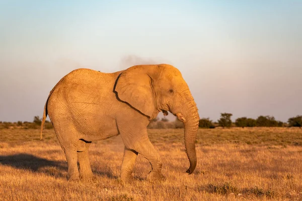 エトーシャ国立公園 ナミビア アフリカの夕日の光線によって照らされた大きなアフリカ象のクローズアップビュー 野生動物写真 — ストック写真