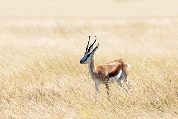 Een Mannetje Met Een Zwart Gezicht Impala Aepyceros Melampus Petersi — Stockfoto