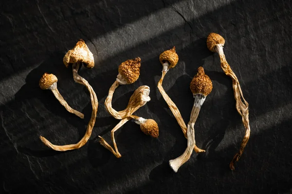 Dried Hallucinogenic Magic Mushrooms Black Background Psychoactive Psilocybin Mushrooms Dried — Stock Photo, Image