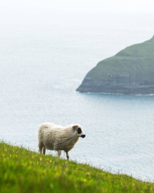 Yazın Faroe Adaları 'nda sabah manzarası ve ön planda koyunlar. Streymoy Adası, Danimarka. Peyzaj fotoğrafçılığı