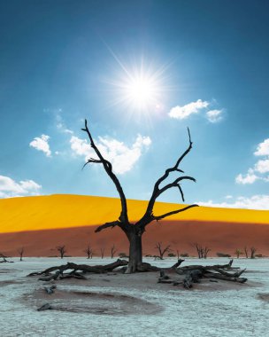 Gün doğumunda Ölü Camelthorn Ağaçları, Deadvlei, Namib-Naukluft Ulusal Parkı, Namibya, Afrika. Namib çölünde kurumuş ağaçlar. Peyzaj fotoğrafçılığı